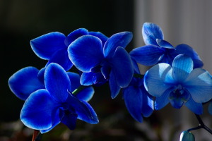 Blue_Flowers
